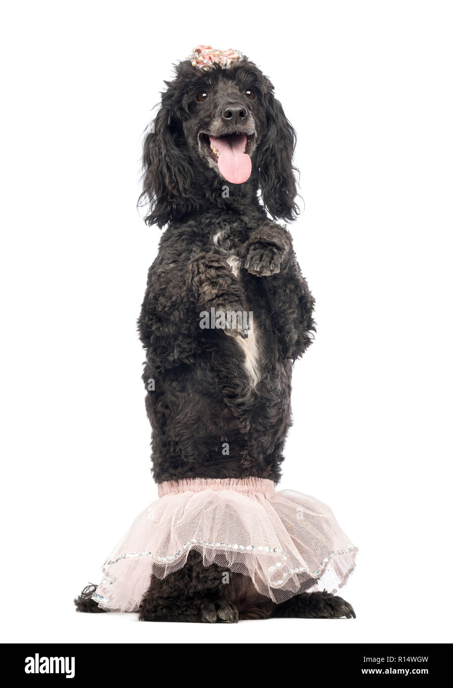 Poodle, 5 years old, standing on hind legs, wearing a pink tutu and panting in front of white background Stock Photo