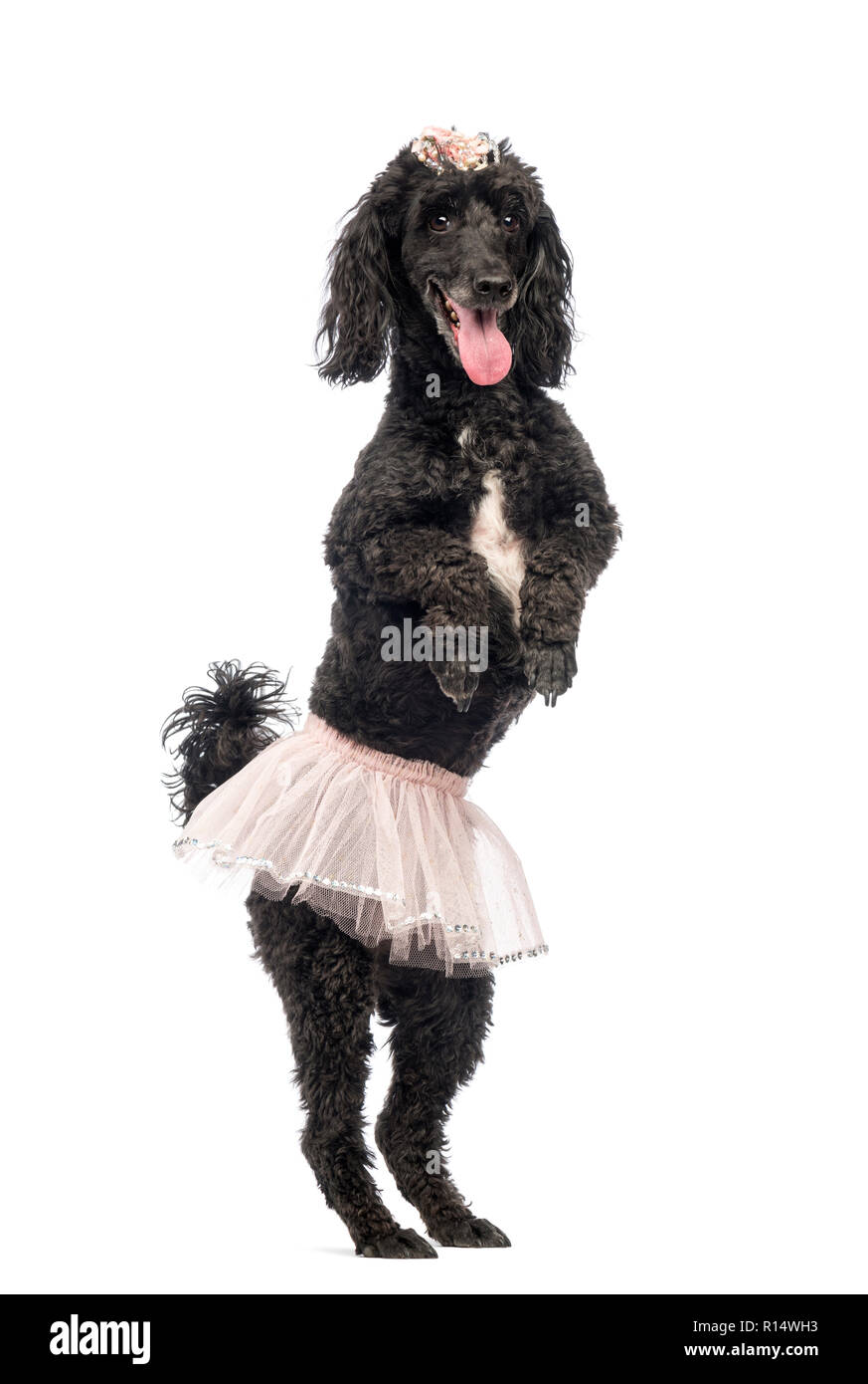 Poodle, 5 years old, standing, dancing, wearing a pink tutu and panting in front of white background Stock Photo