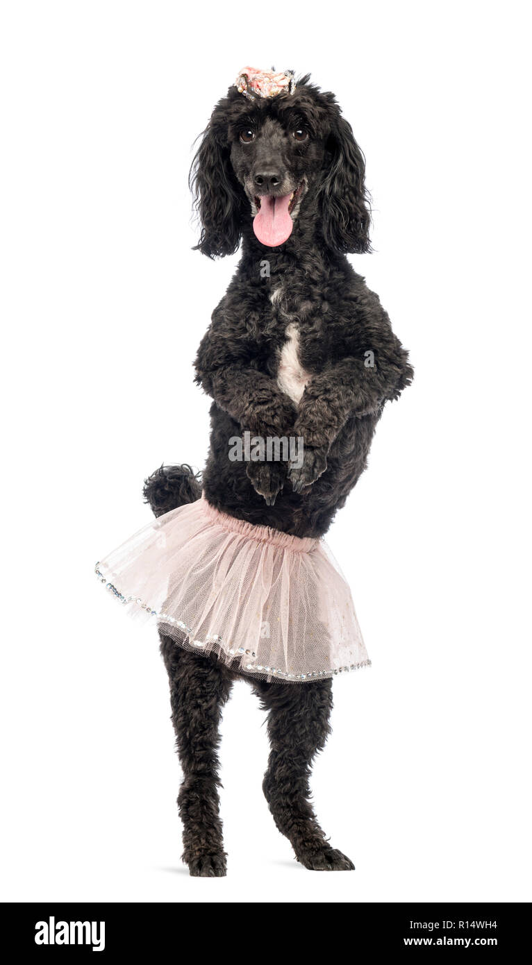 Poodle, 5 years old, standing, dancing, wearing a pink tutu and panting in front of white background Stock Photo