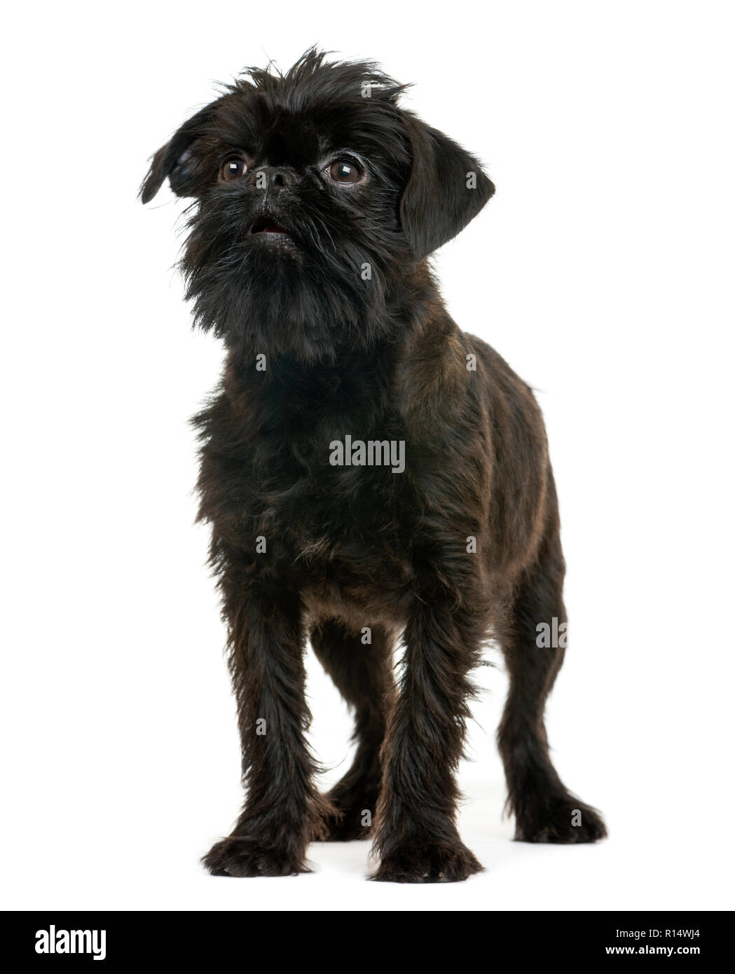 Griffon Bruxellois Stock Photo Alamy