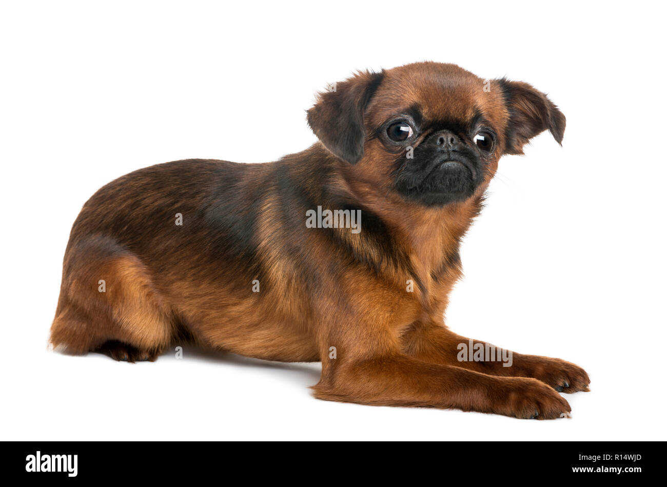 Petit brabancon Cut Out Stock Images & Pictures - Alamy