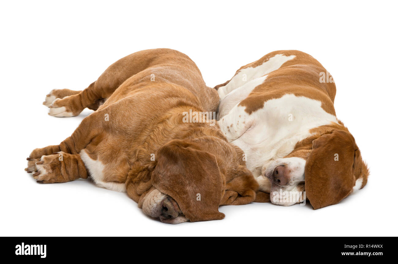 Two Basset Hounds lying and sleeping with their ears hiding their eyes, isolated on white Stock Photo