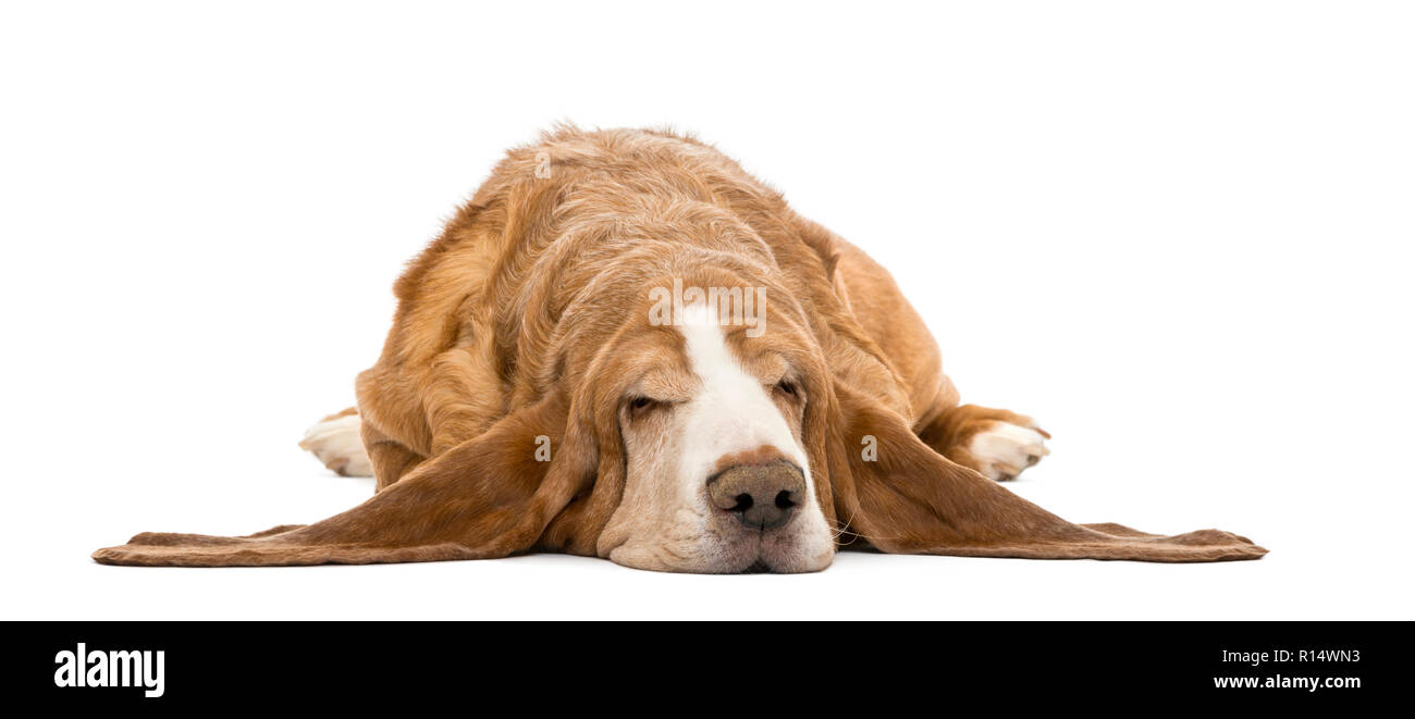 Basset Hound lying and sleeping, isolated on white Stock Photo