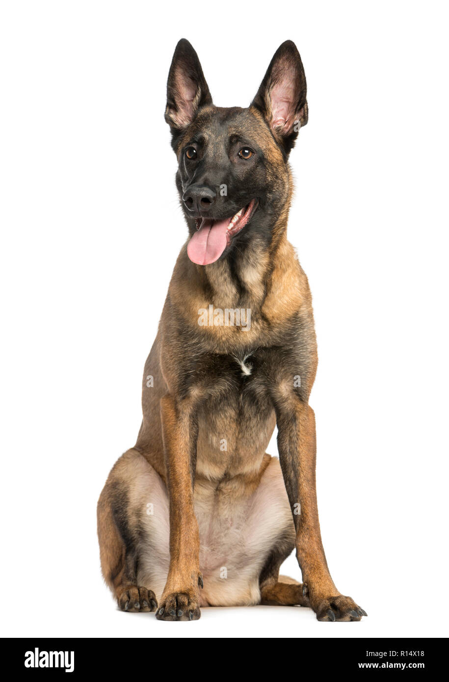 Belgian Shepherd Dog sitting and panting, isolated on white Stock Photo