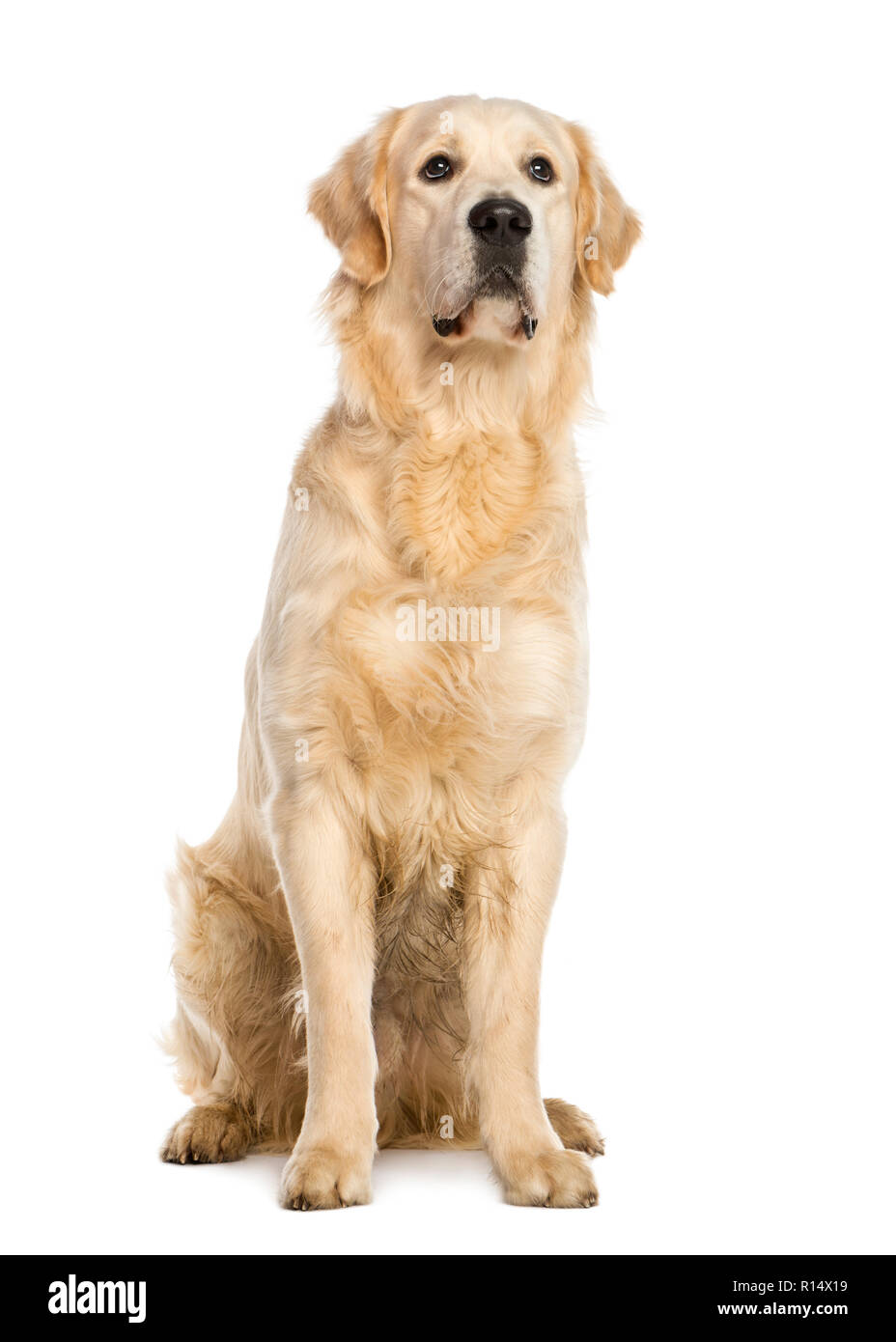Golden Retriever, one year old, stting, isolated on white Stock Photo