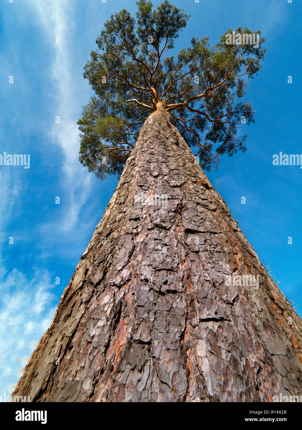 Scots Pines Pinus sylvestris trunk and bark Norfolk Stock Photo