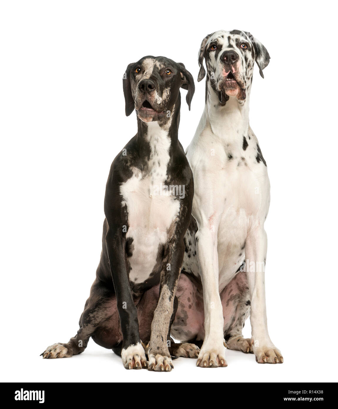 1 year hotsell old great dane