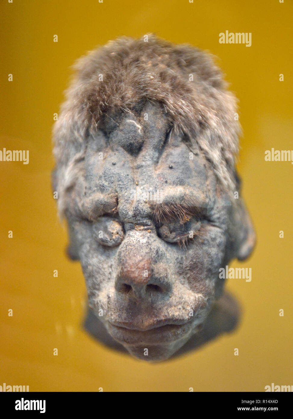 Shrunken Head in the Discovering the World gallery. Museum of Somerset, Taunton, England, UK Stock Photo