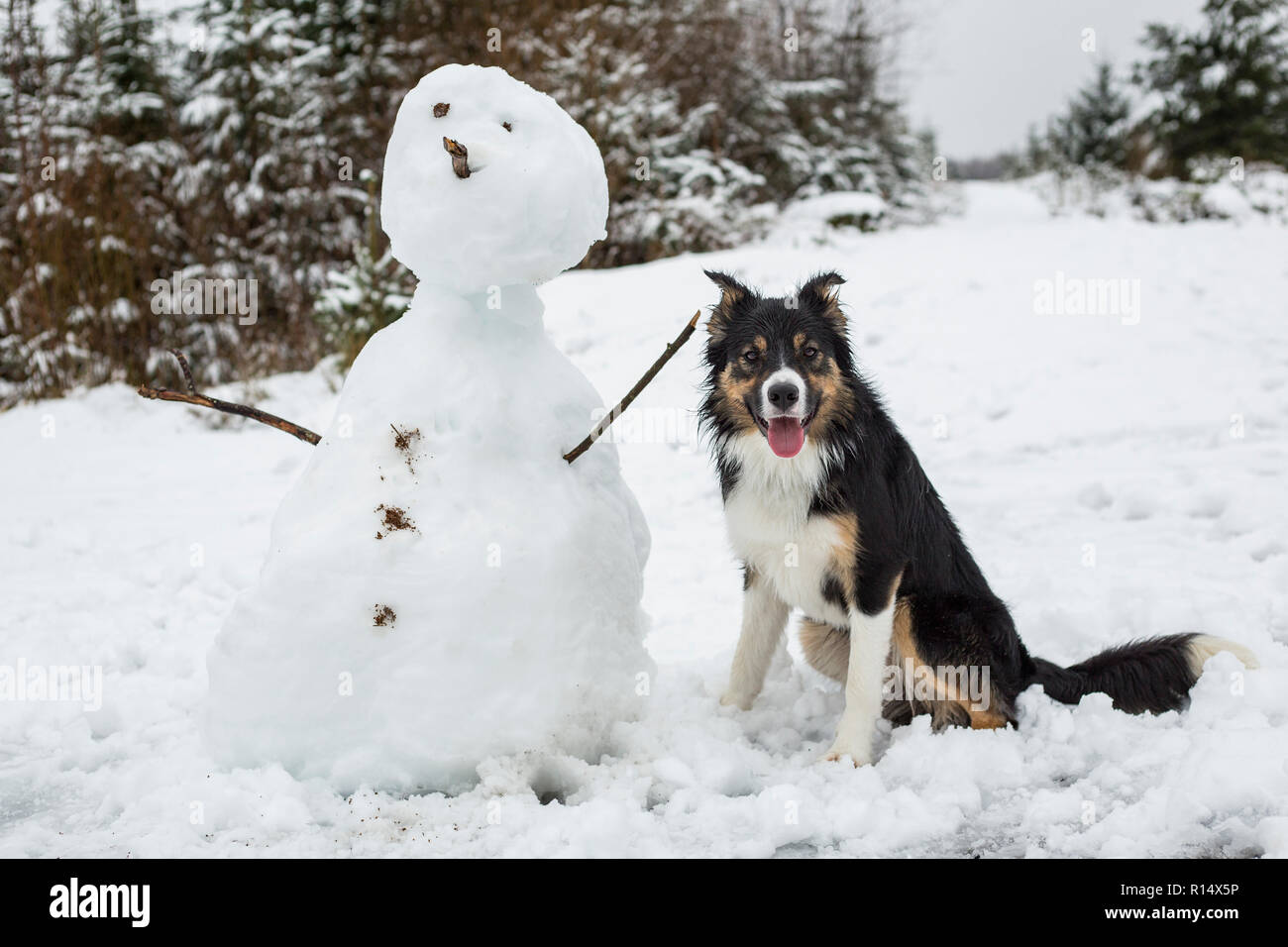 A tricoloured border collie sitting next to a snowman in a snow covered scene Stock Photo