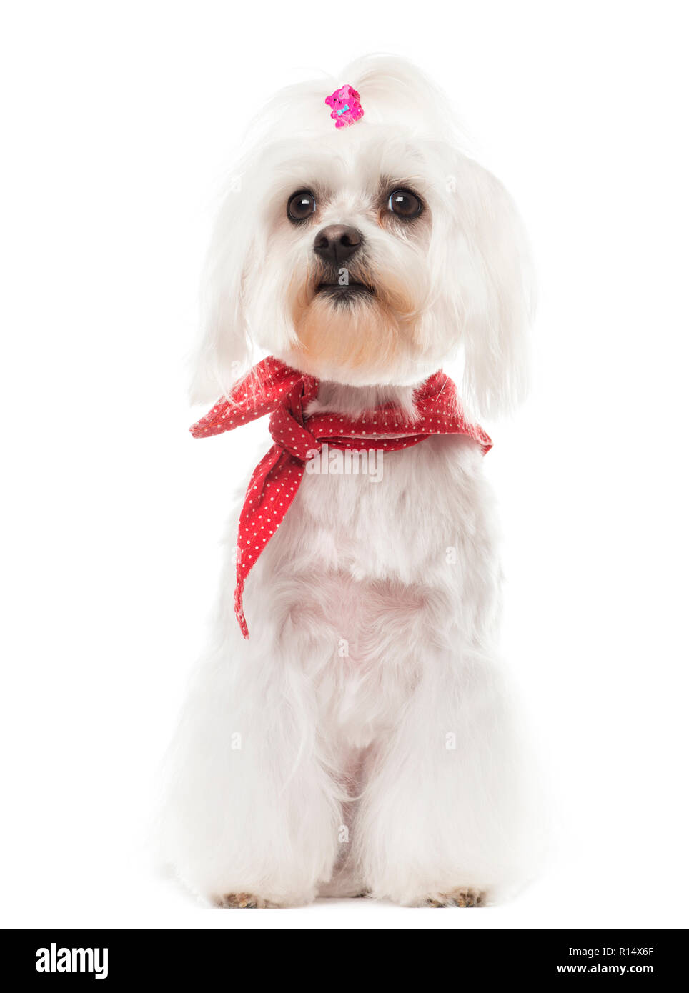 Maltese with a red bow collar, sitting, isolated on white Stock Photo