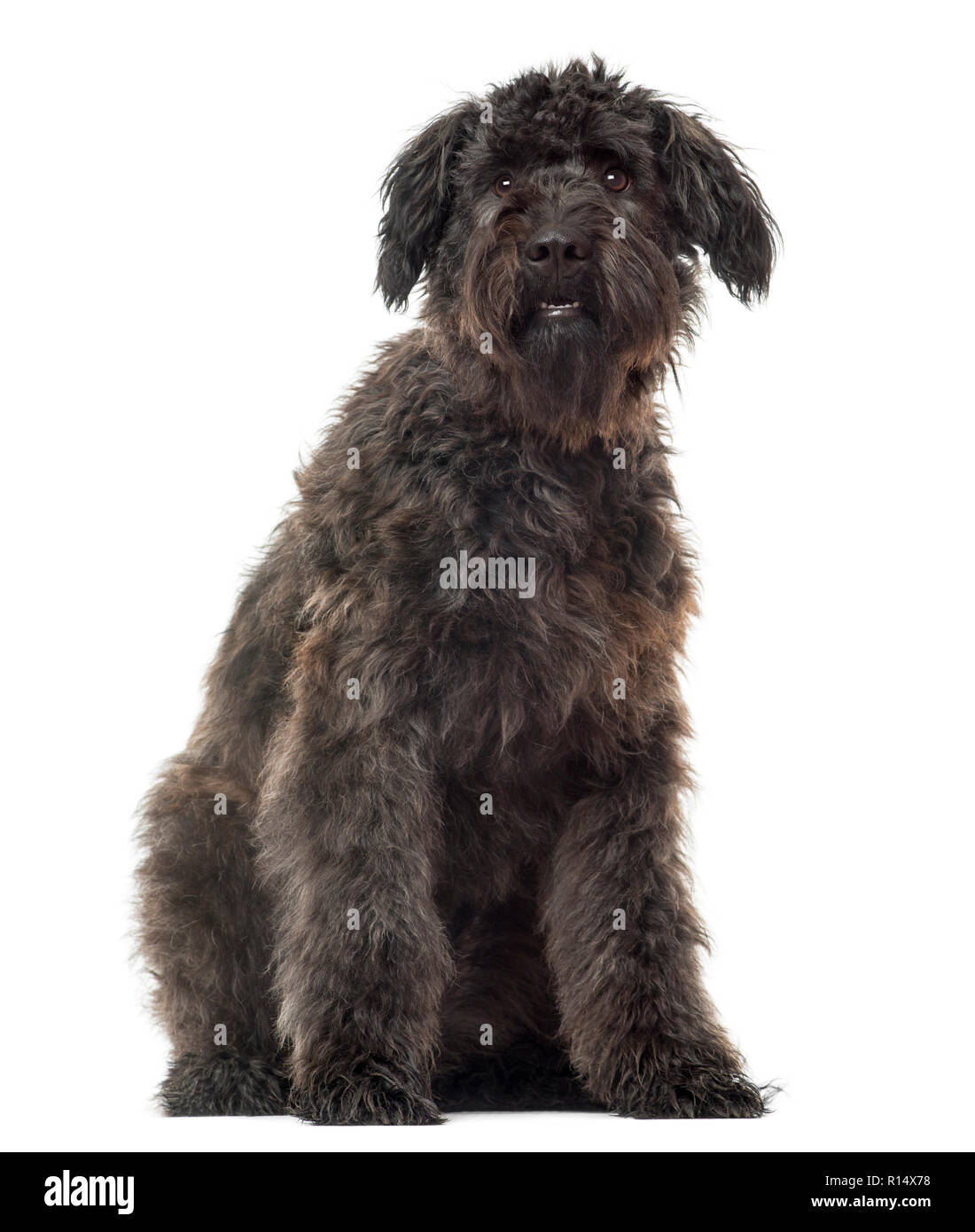 Bouvier des Flandres sitting, isolated on white Stock Photo