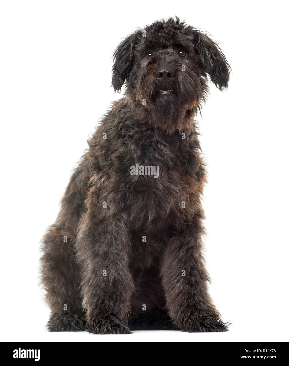 White bouvier best sale