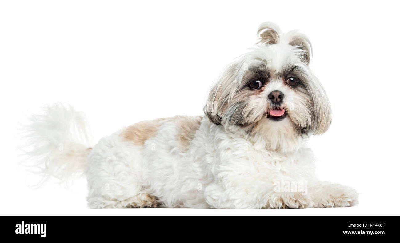 Shih Tzu panting, lying, isolated on white Stock Photo Alamy