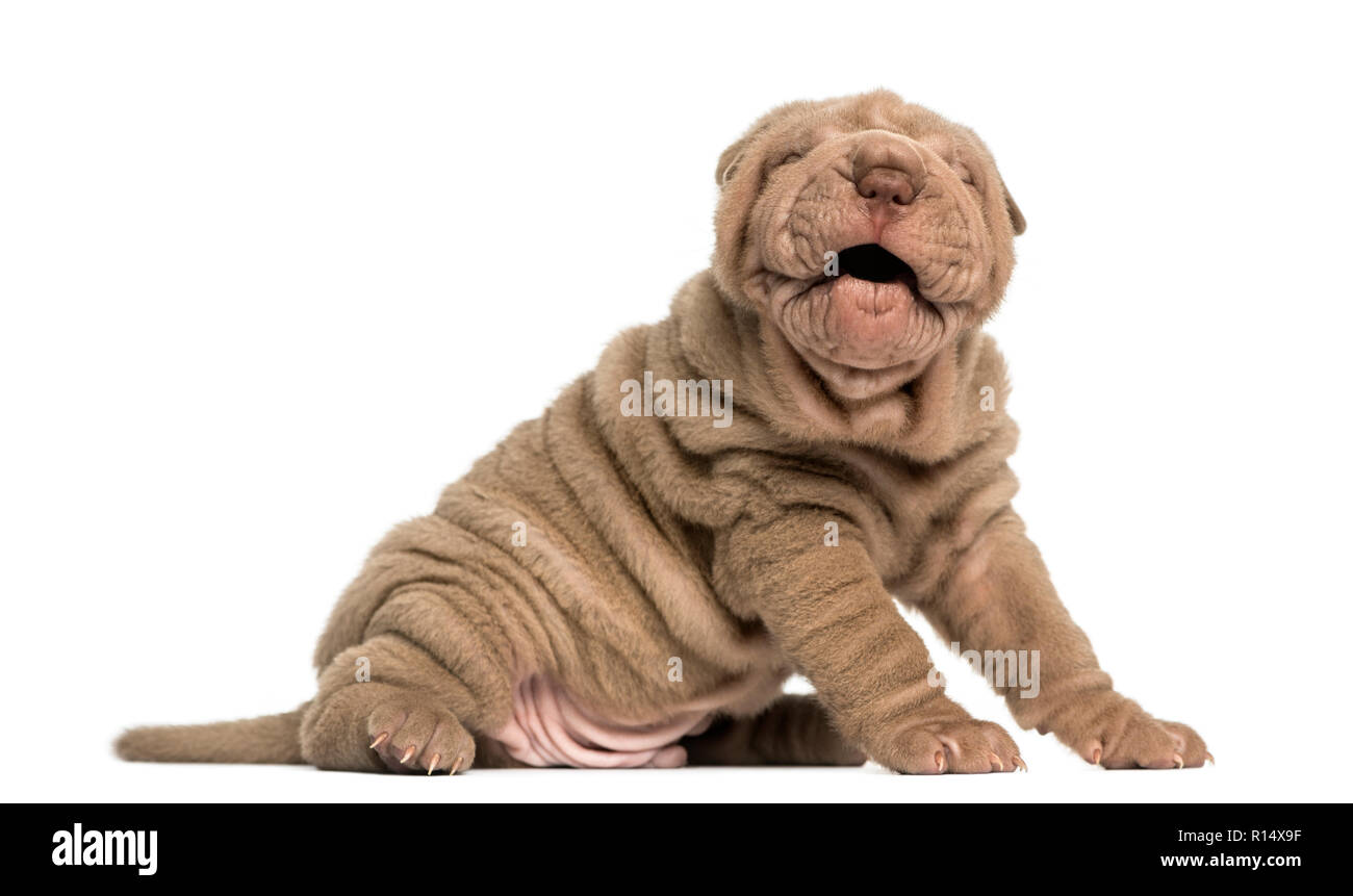 Shar Pei puppy sitting, barking, isolated on white Stock Photo Alamy