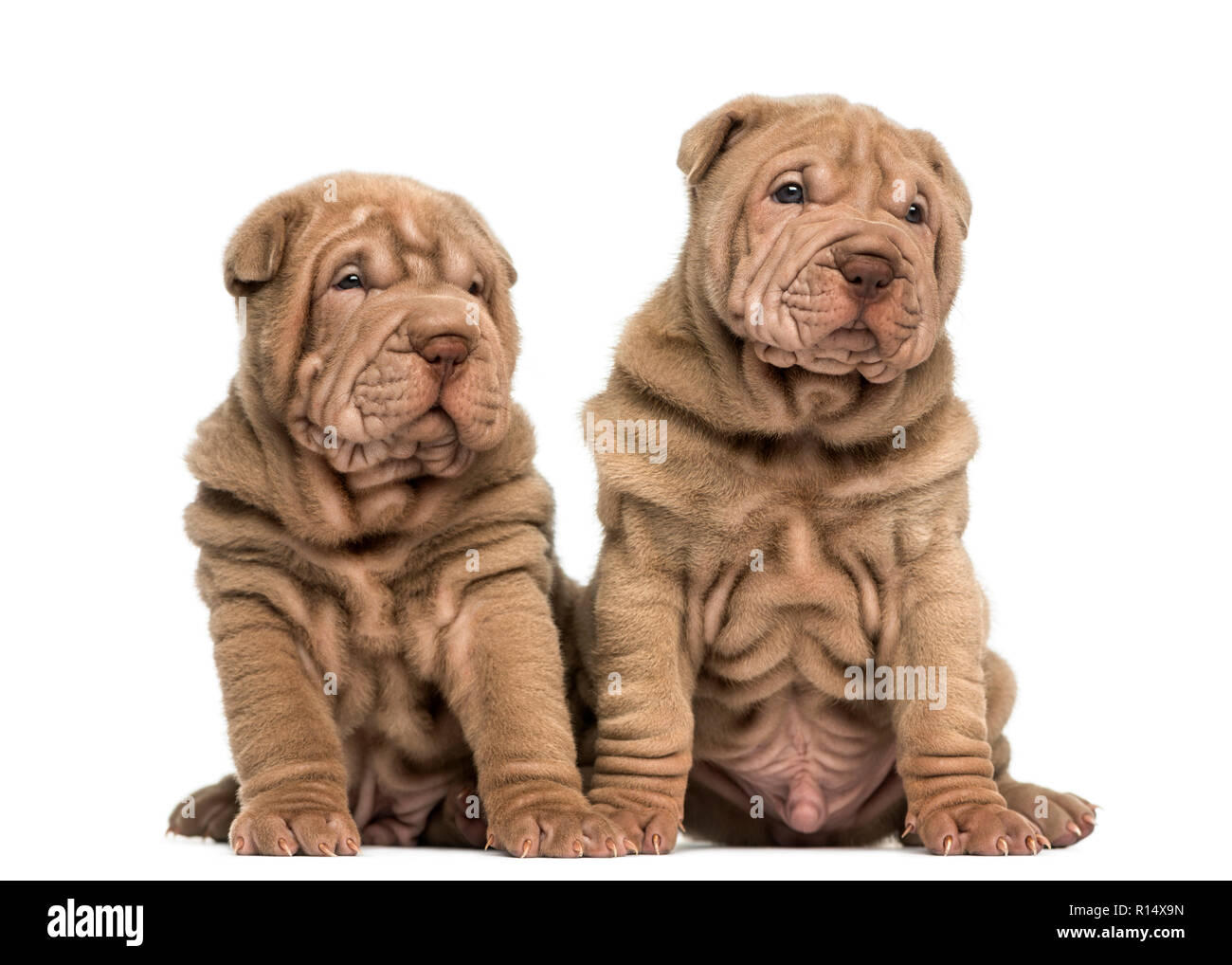 Two Shar Pei Puppies Sitting Together Isolated On White Stock Photo Alamy