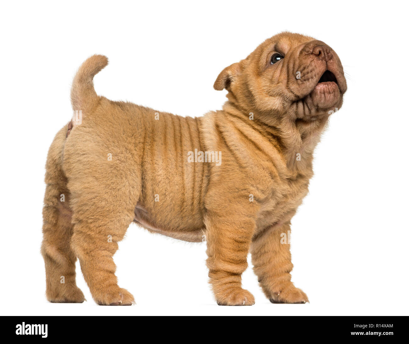 Does The Shar Pei Bark