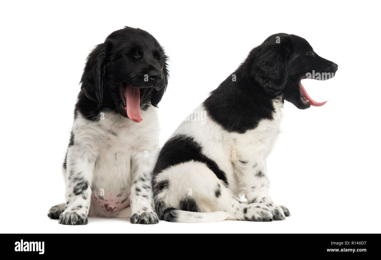 Stabyhoun puppies sitting and yawning Stock Photo