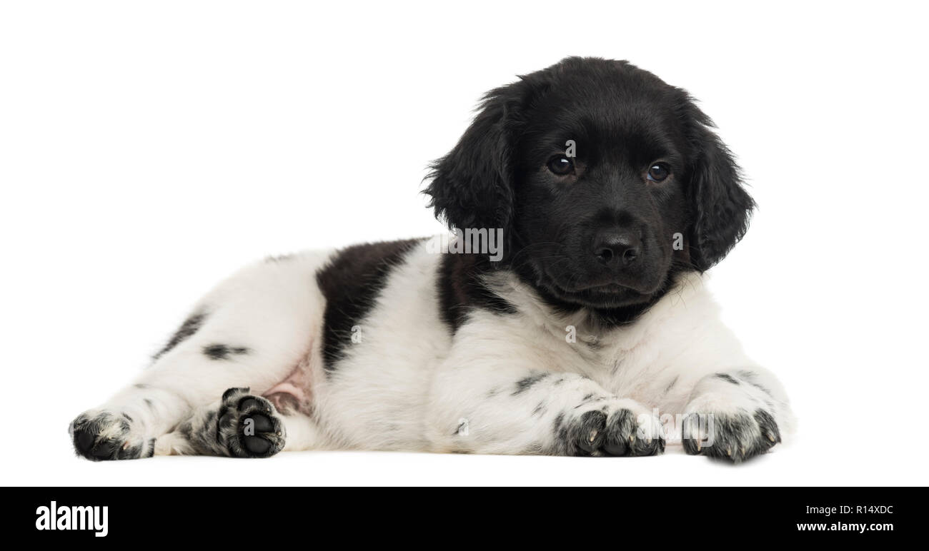 Stabyhoun puppy lying, isolated on white Stock Photo - Alamy