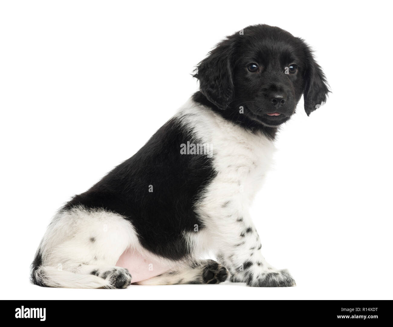 Stabyhoun puppy sitting, isolated on white Stock Photo - Alamy