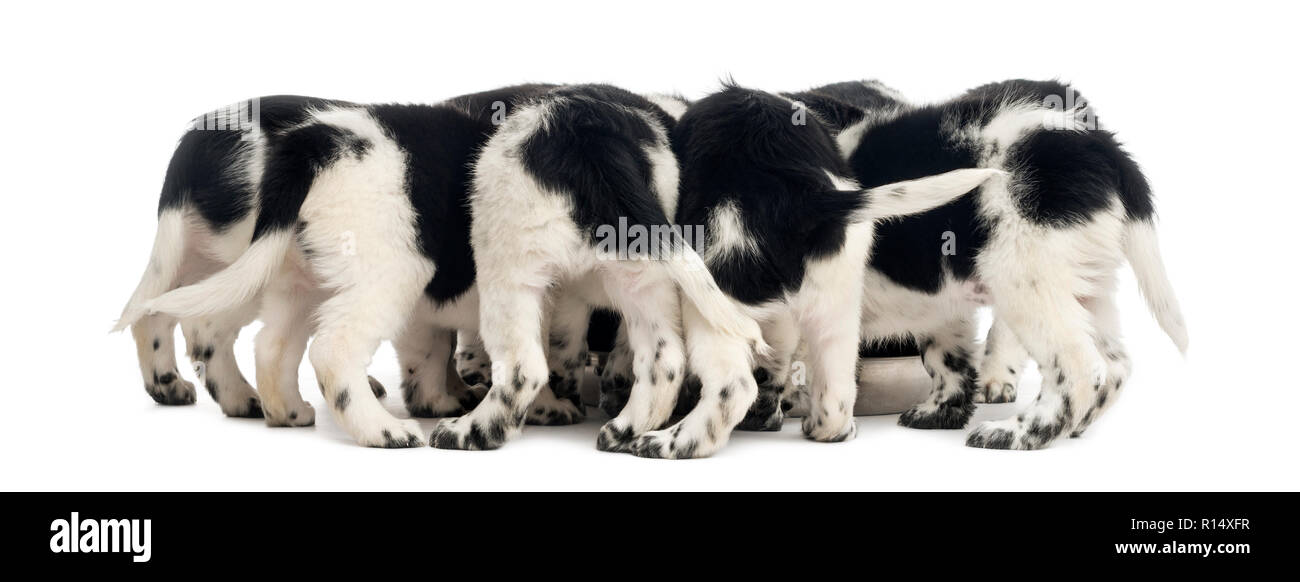 Rear view of a group of Stabyhoun puppies eating, isolated on white ...