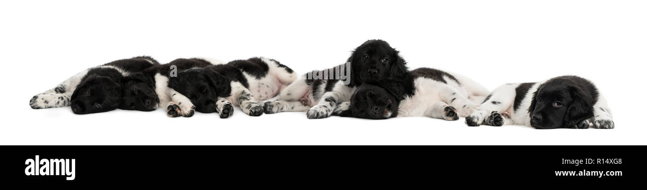 Group of Stabyhoun puppies lying and resting Stock Photo - Alamy
