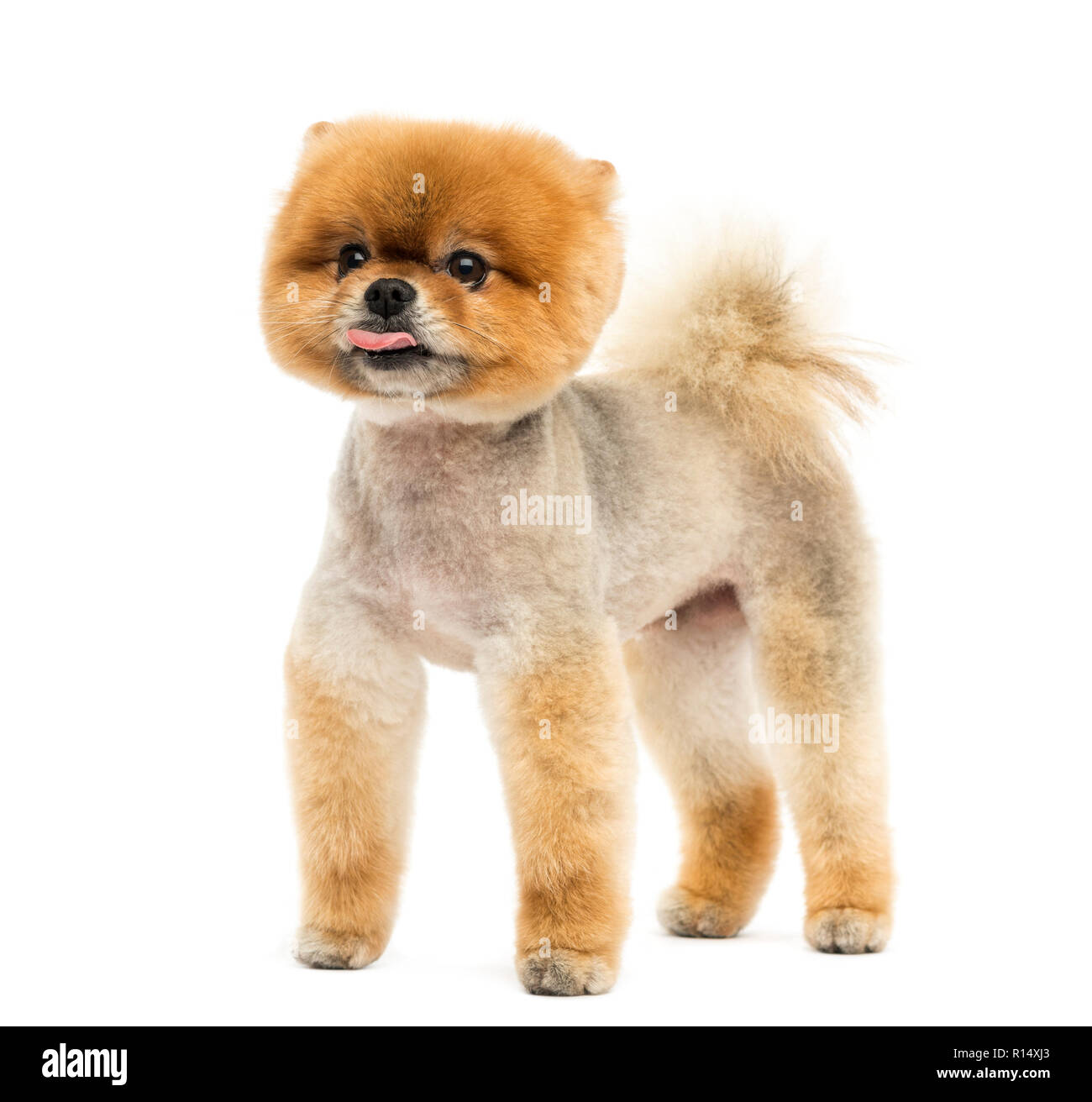 Groomed Pomeranian dog standing and sticking out its tongue Stock Photo -  Alamy, image size:1300x1312