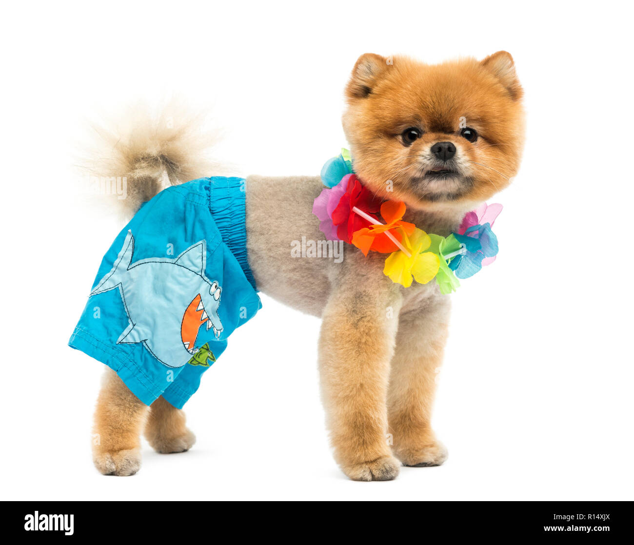 Groomed Pomeranian dog wearing shorts and a Hawaiian lei Stock Photo