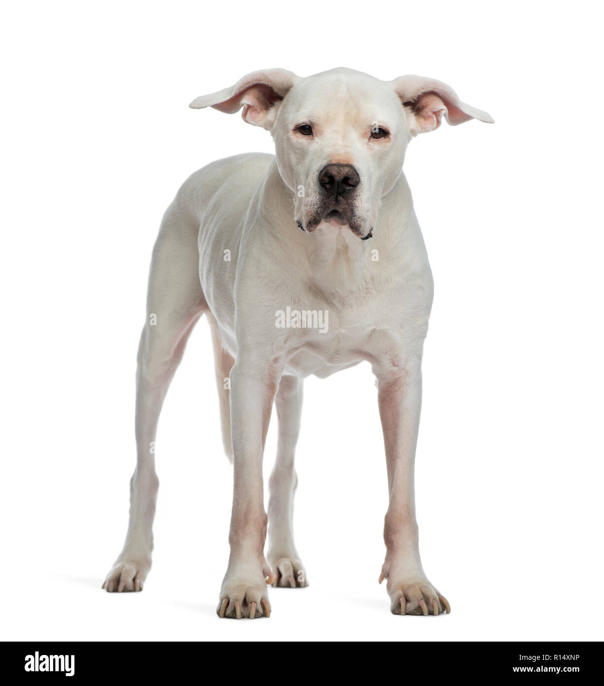 Dogo Argentino standing and looking at the camera Stock Photo