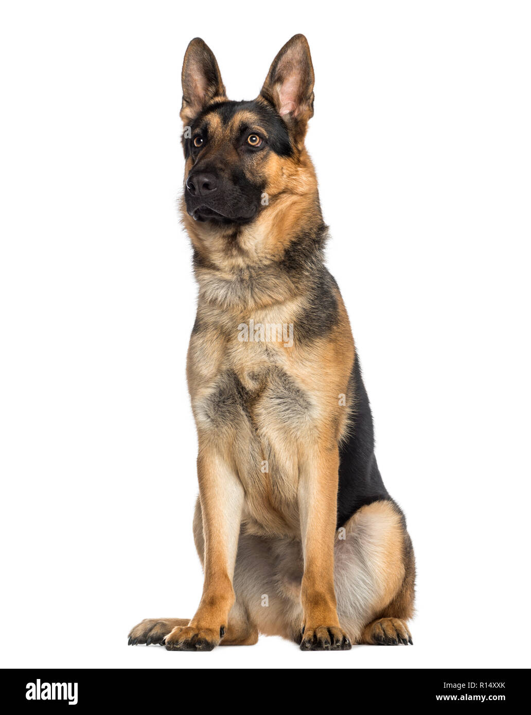German shepherd sale sitting