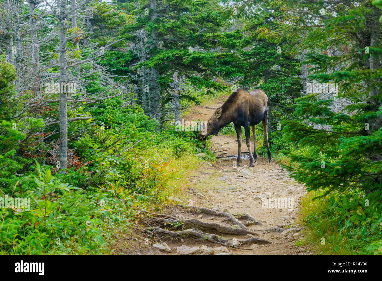 View of a moose, in the skyline trail, Cape Breton Highlands National