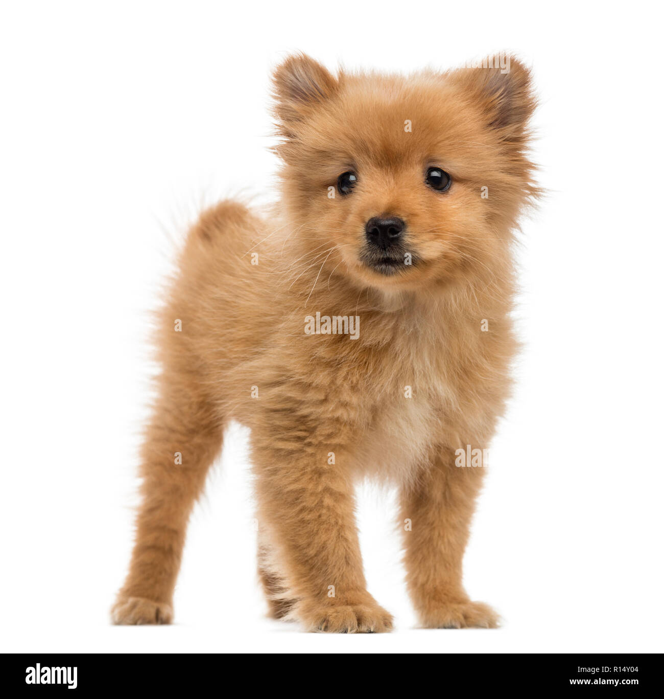 2 months old japanese spitz 2025