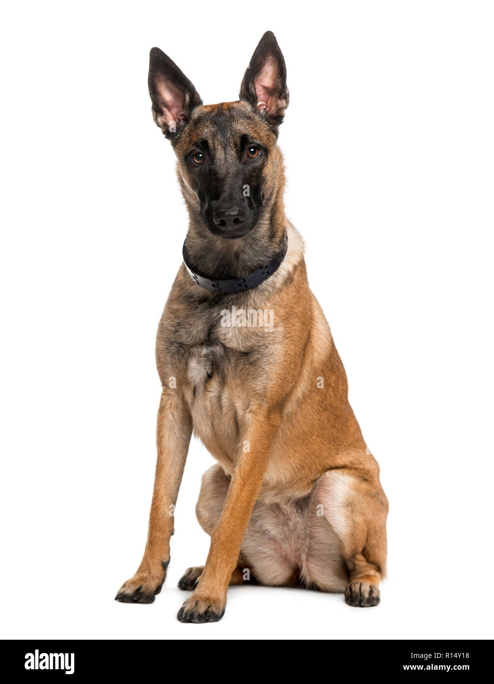 Belgian Shepherd Dog Malinois 1 year old Stock Photo Alamy