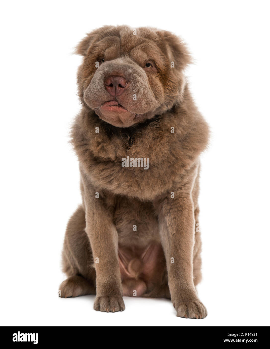 Long Haired Shar Pei 10 Months Old Stock Photo 224458473 Alamy