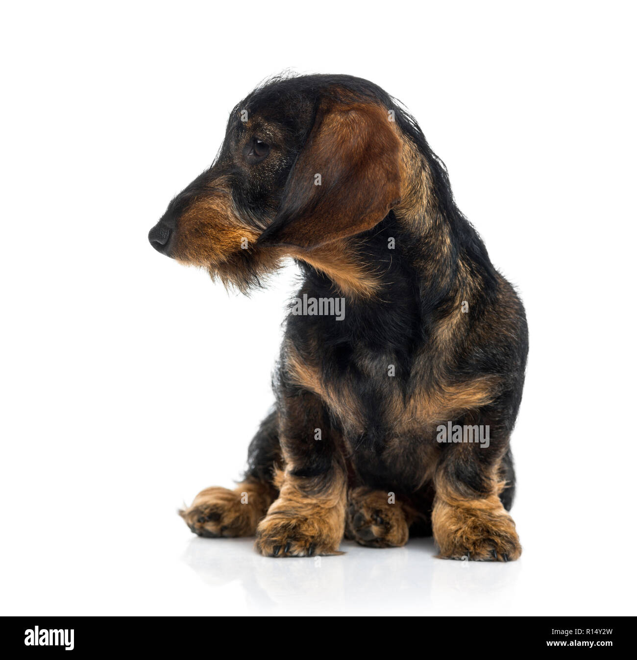 Dachshund puppy sulking (6 months old) Stock Photo