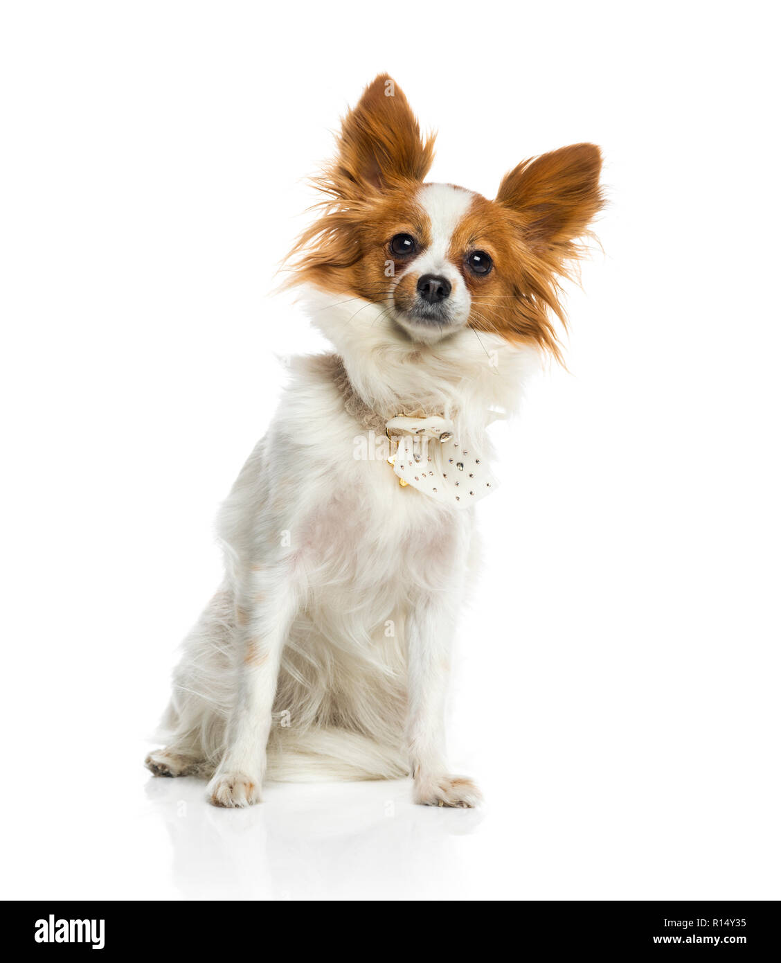 Papillon Cut Out Stock Images & Pictures - Alamy