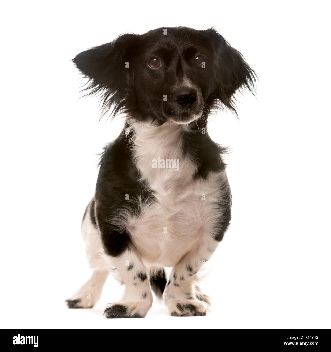 Crossbreed dog standing in front of a white background Stock Photo - Alamy