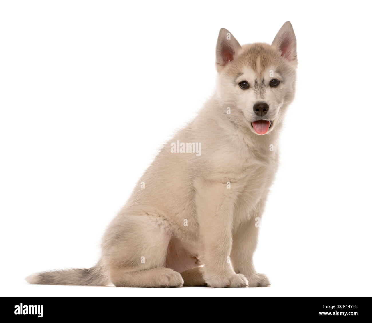 Husky puppy sitting in front of a white background Stock Photo - Alamy