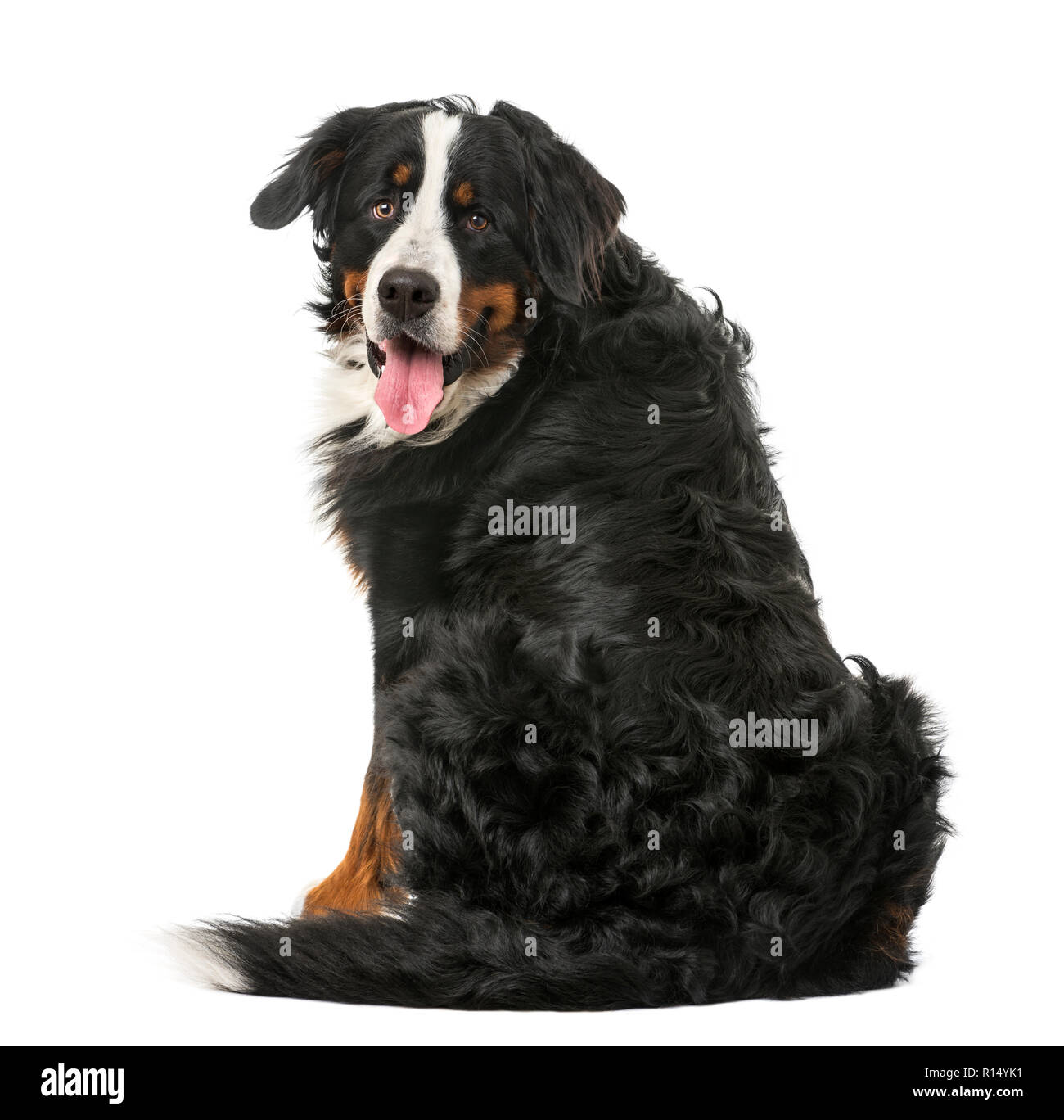 Bernese Mountain Dog sitting in front of a white background Stock Photo ...