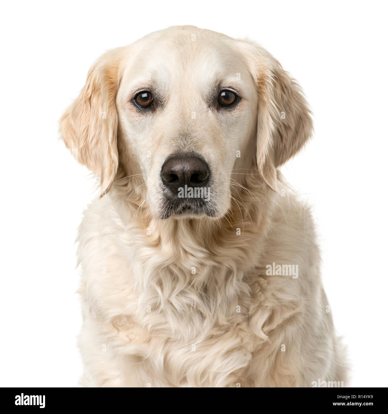 Golden Retriever sitting in front of a white background Stock Photo - Alamy