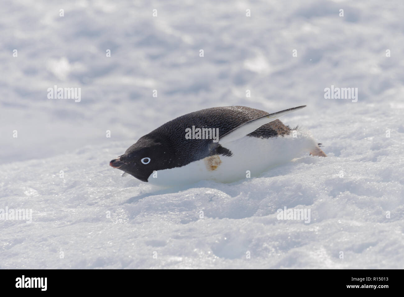 Adelie penguin creeping on snow Stock Photo - Alamy