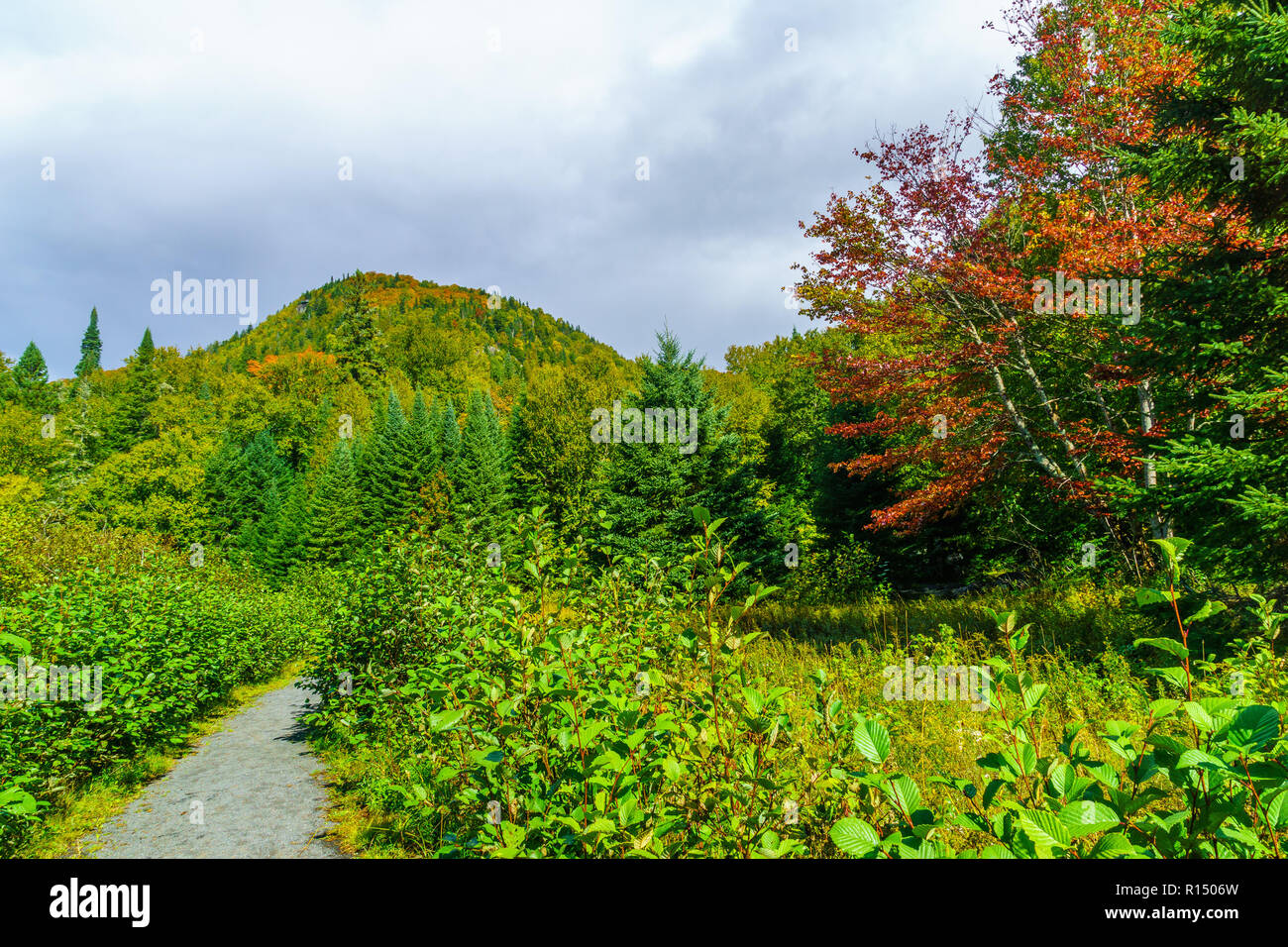 View of a footpath and fall foliage colors, in Mont Tremblant National Park, Quebec, Canada Stock Photo
