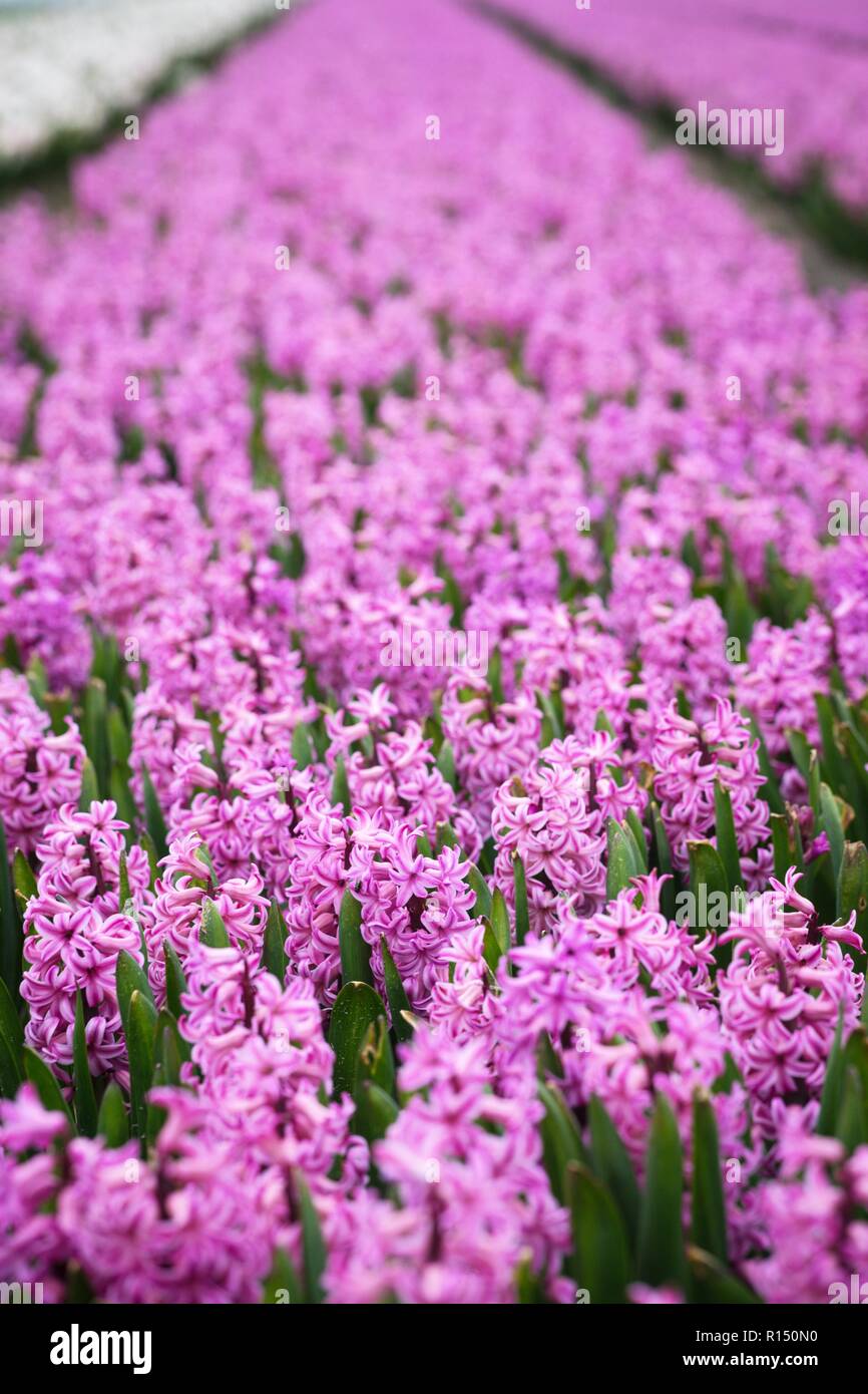 famous Dutch flower fields during flowering rows of colorful