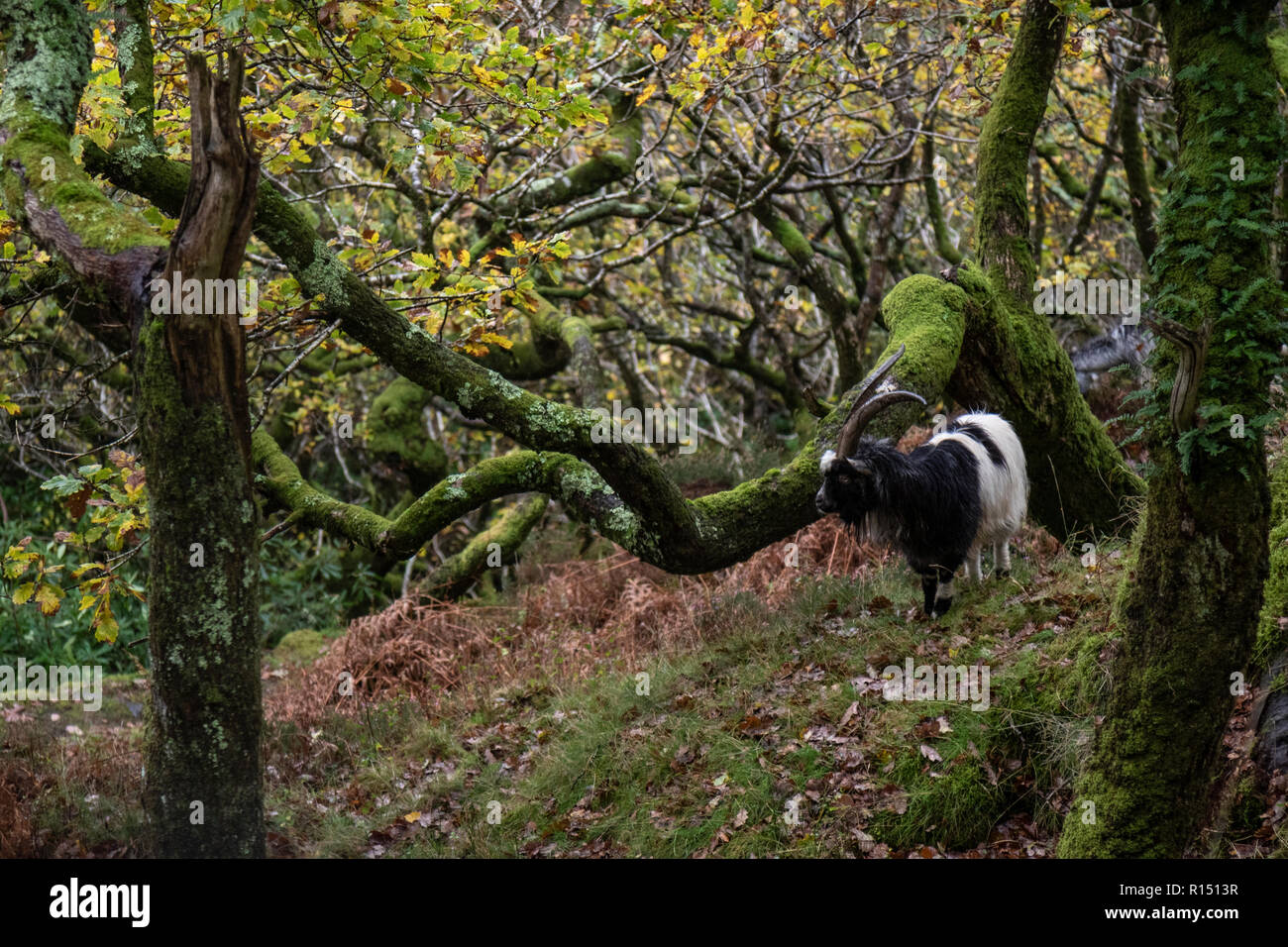 Wild Goat in Snowdonia Stock Photo