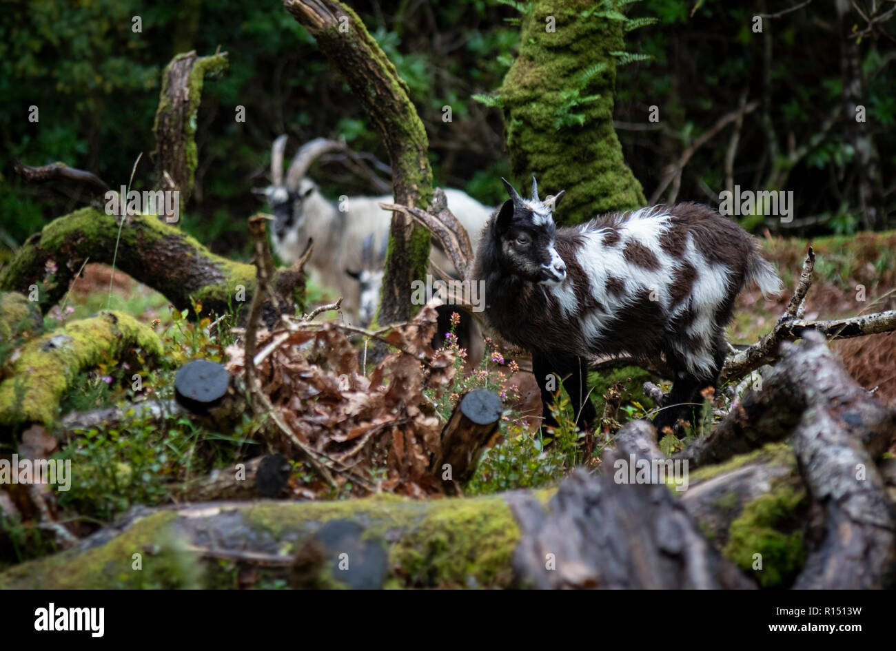 Wild Goats in Snowdonia Stock Photo