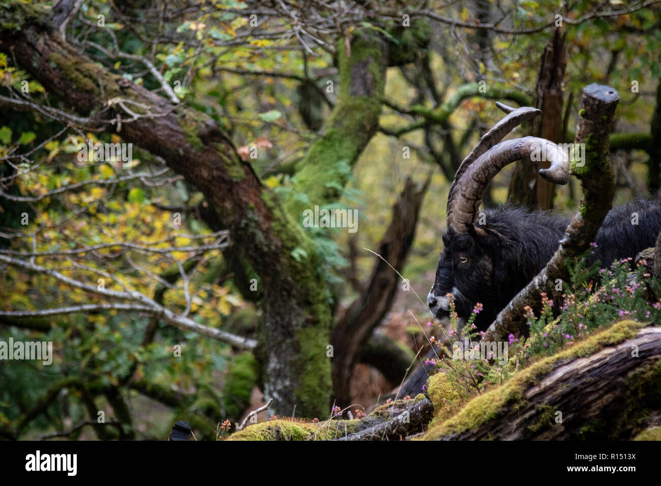 Wild Goat in Snowdonia Stock Photo