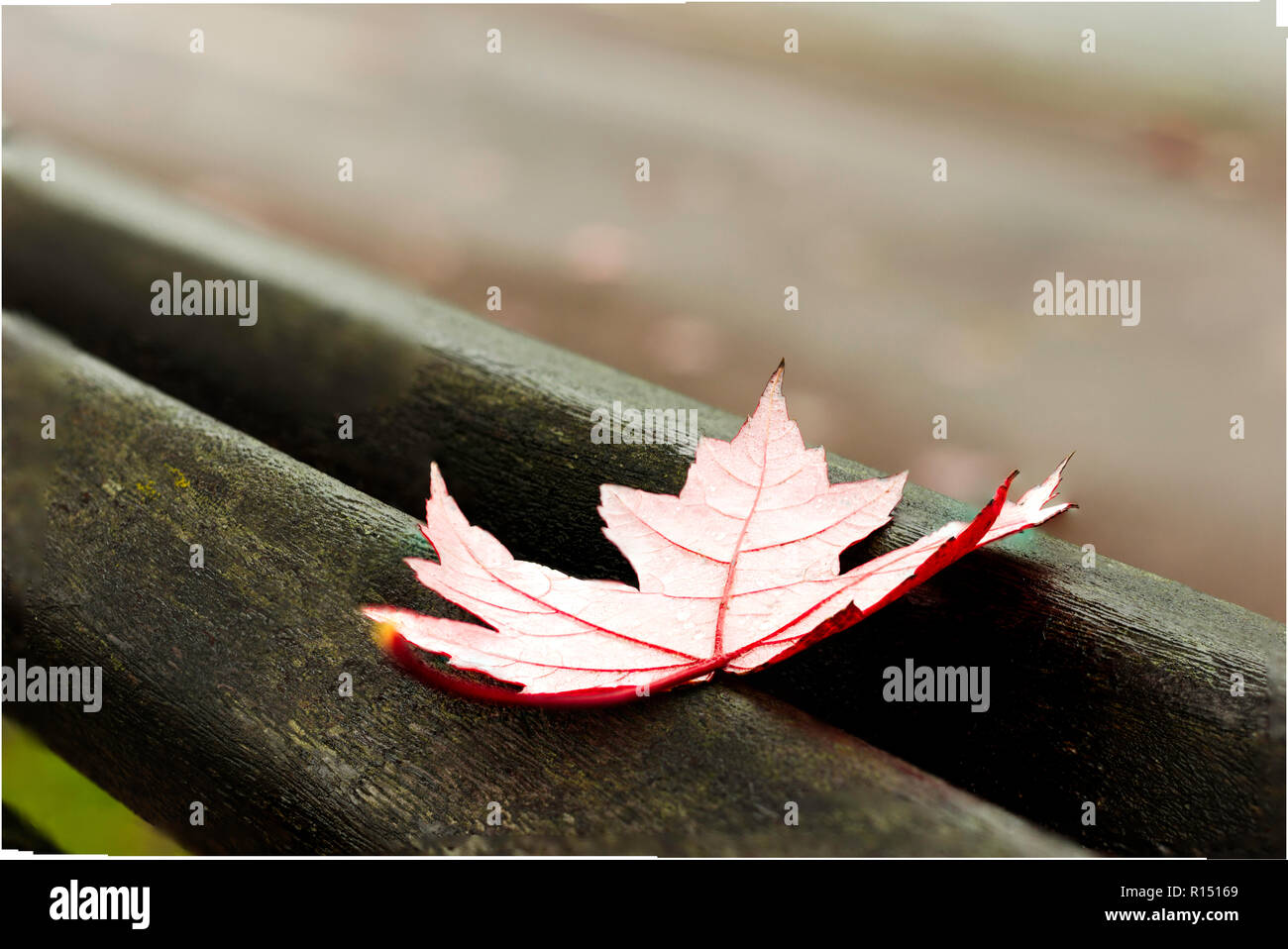 red maple autumn leaf on a red old park bench Stock Photo - Alamy