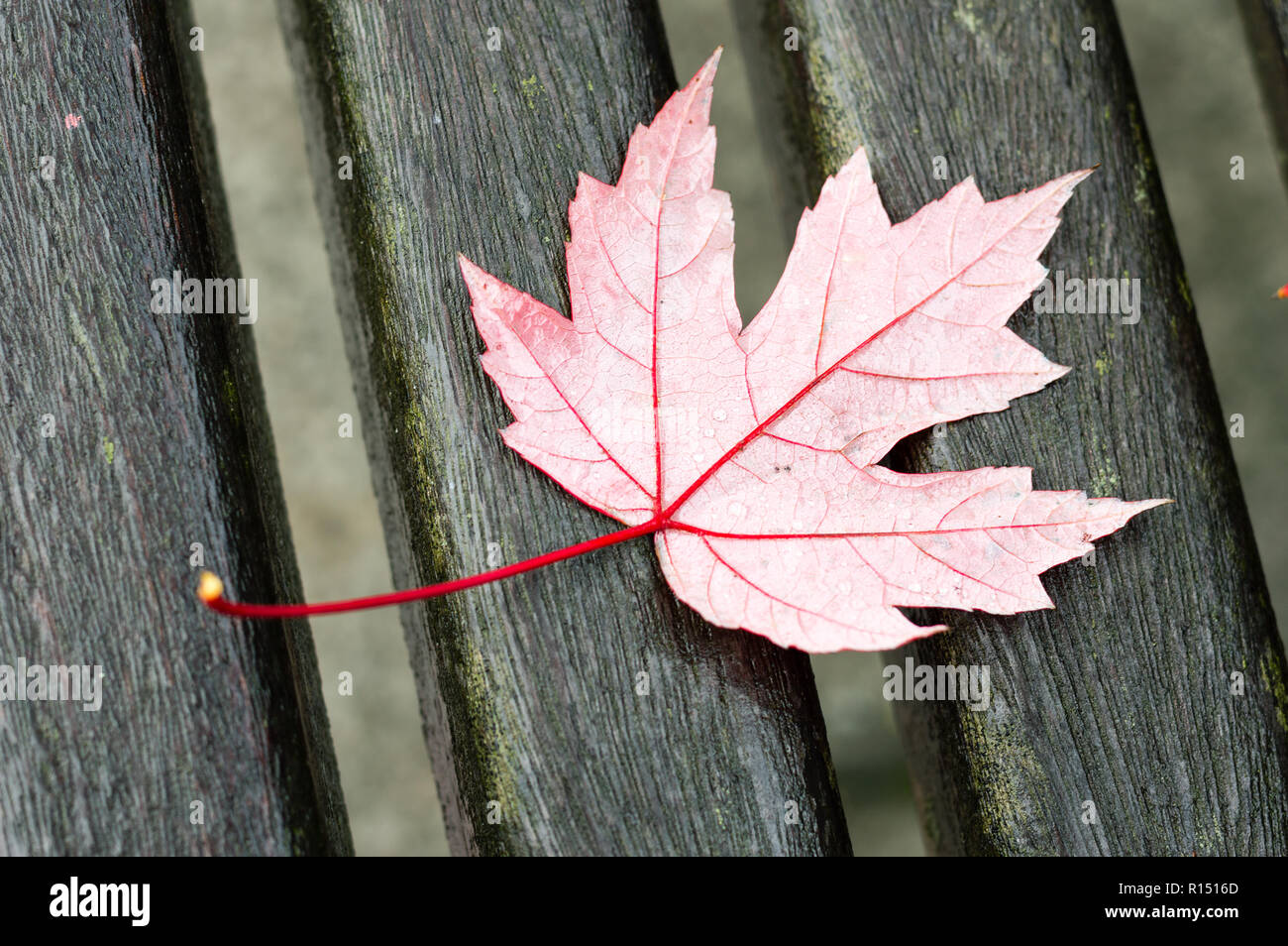red maple autumn leaf on a red old park bench Stock Photo - Alamy