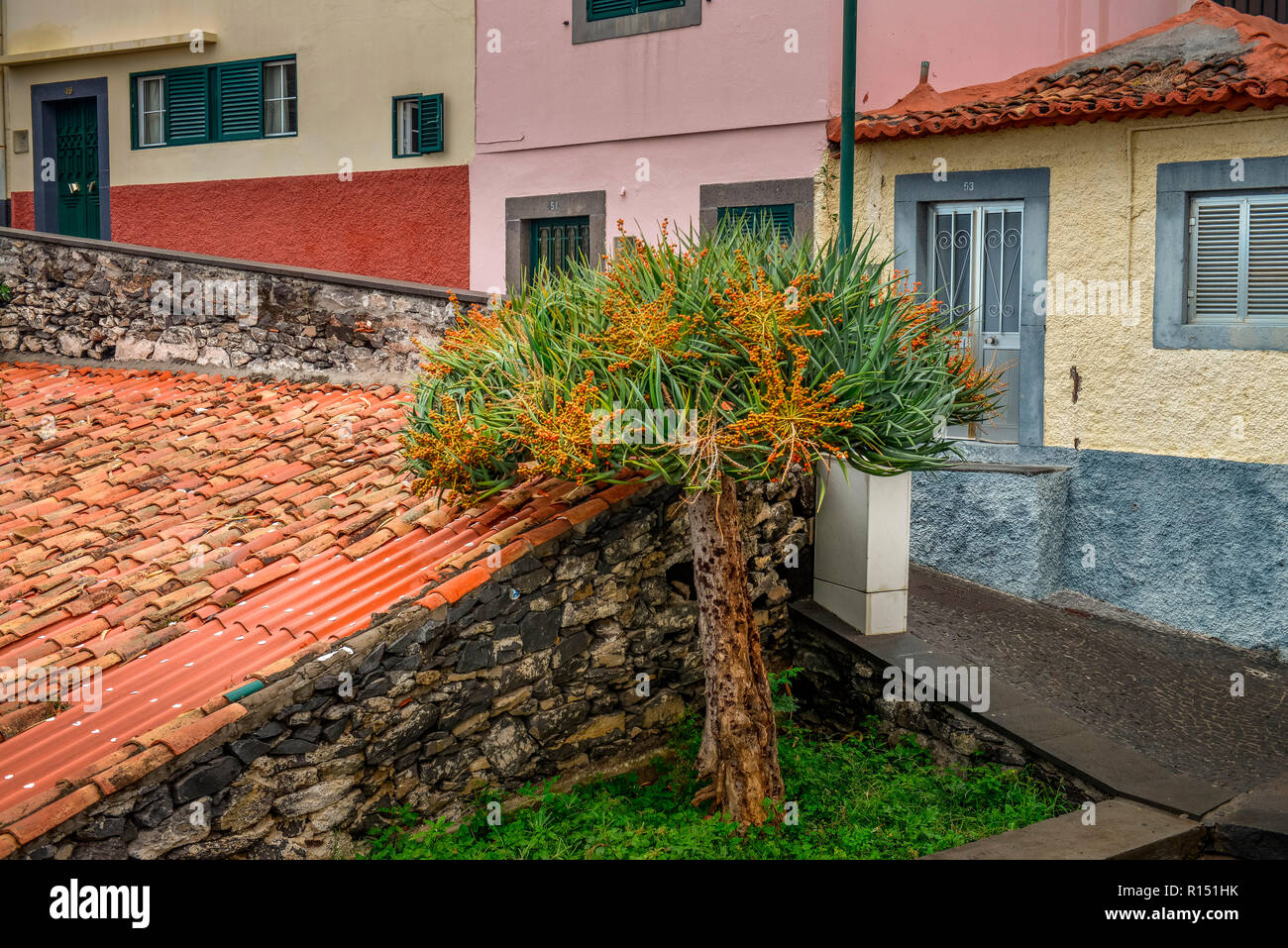 Drachenbaum, Camara de Lobos, Madeira, Portugal Stock Photo