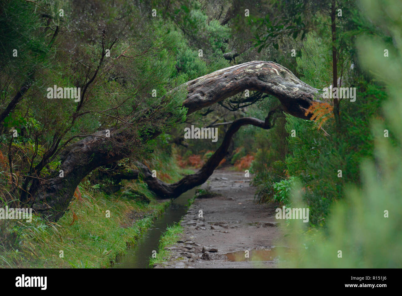 Wanderweg, Rabacal-Tal, Zentralgebirge, Madeira, Portugal Stock Photo