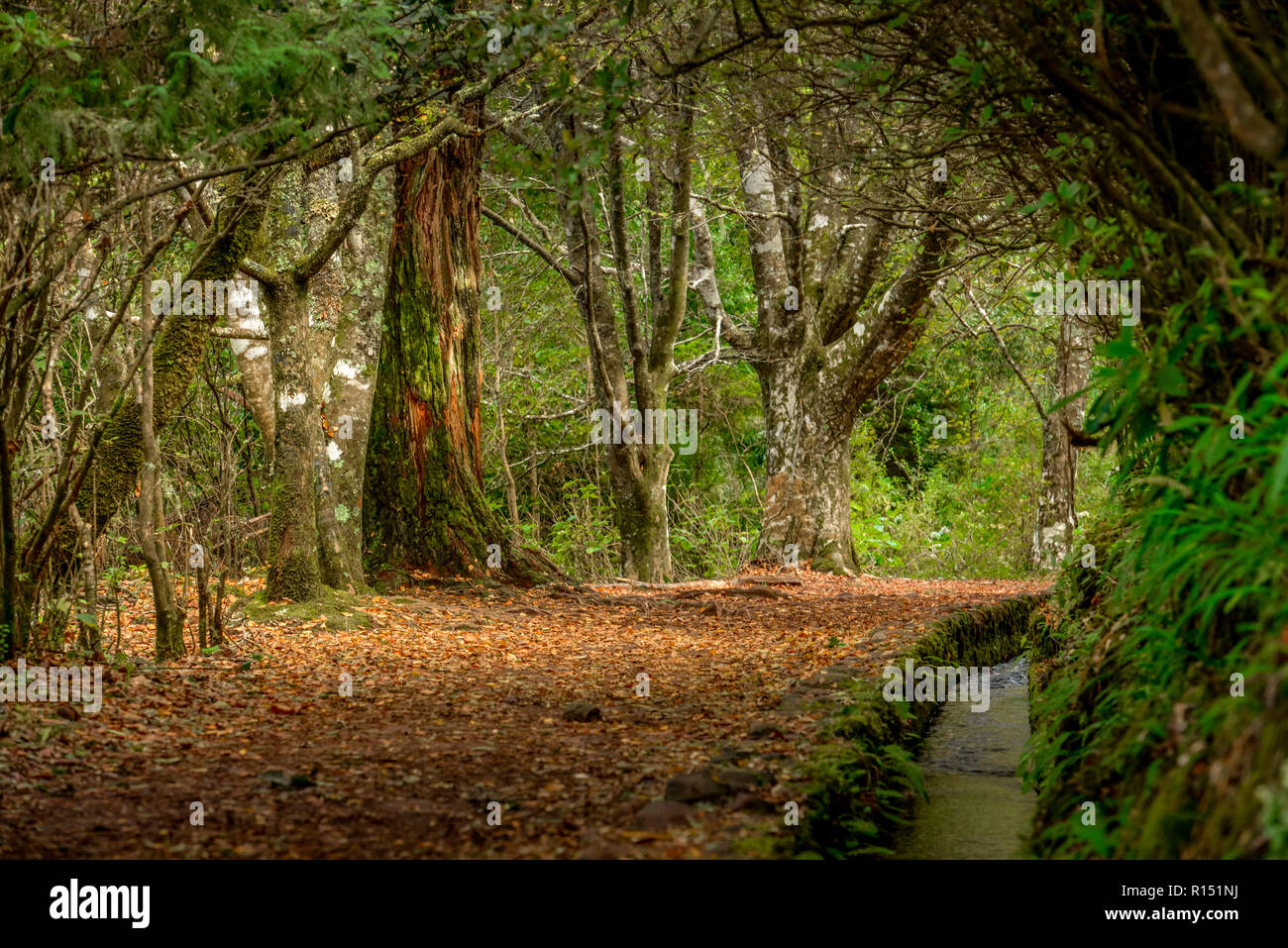 Wanderweg, Queimadas, Zentralgebirge, Madeira, Portugal Stock Photo